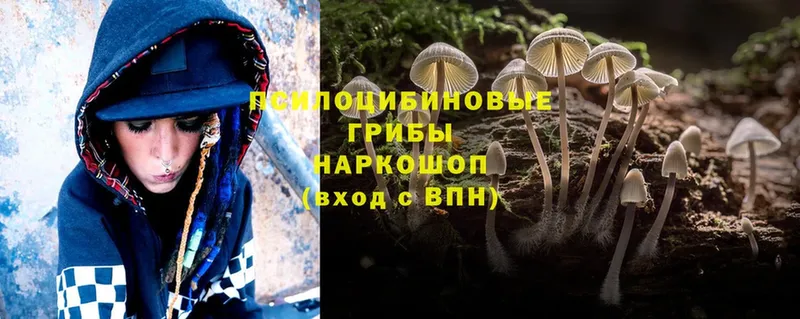 Псилоцибиновые грибы Psilocybine cubensis  Нюрба 